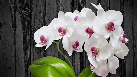 orkide çiçeğinin ömrü ne kadardır